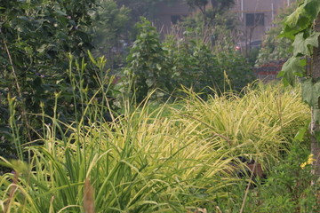 金针花田野