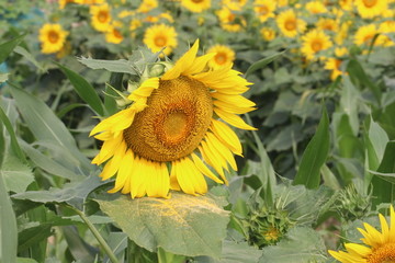 太阳花