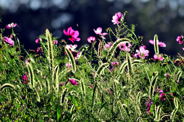 格桑花