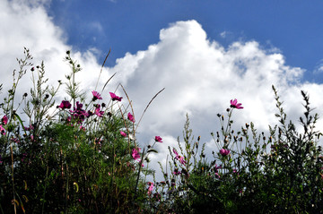 蓝天白云下的花朵