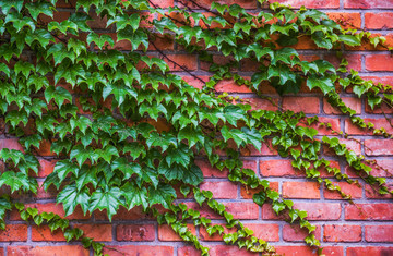 植物红砖墙