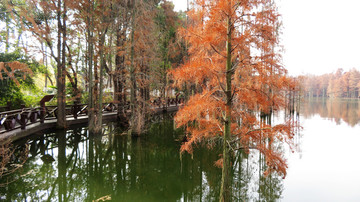 尚湖公园杉树林