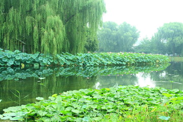 荷花池