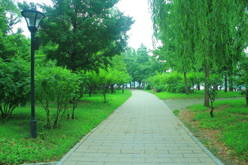 林蔭道