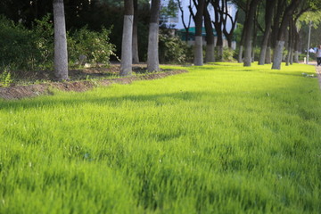 嫩绿的草地草坪绿地素材