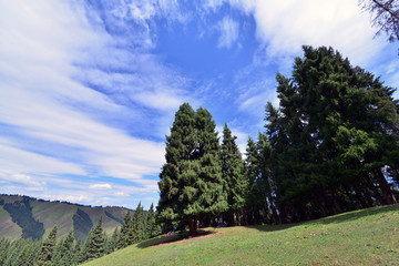 新疆天山松林