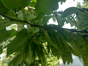 豆荚树植物绿色