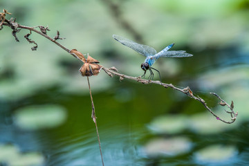 蜻蜓