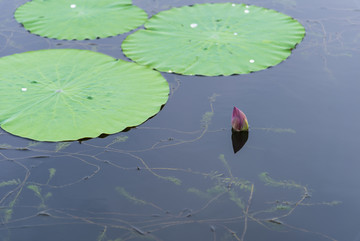 荷花池塘