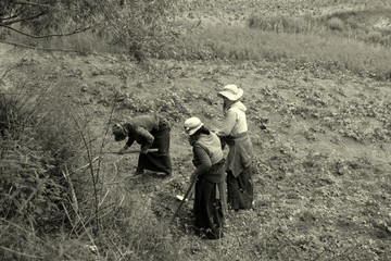 藏族农妇劳作