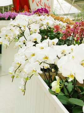 盛开的白色蝴蝶兰花卉