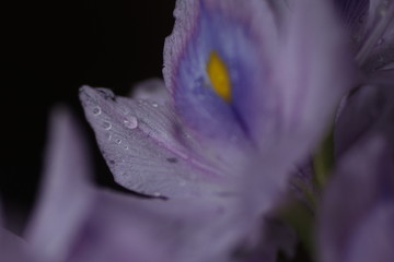 鲜花特写