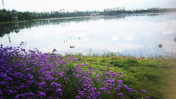 紫色花和湖