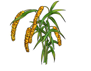 谷子谷穗插畫