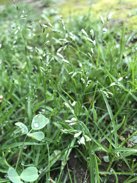 清晨的雨水