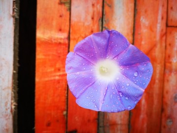 彩色木板前绽放的紫色喇叭花