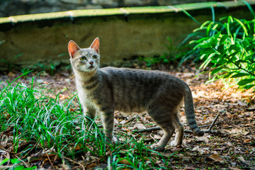 街边小猫