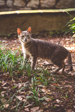 街边小猫