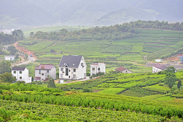 中国茶山美景