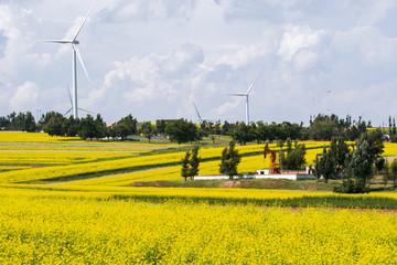 陕西榆林定边油菜花