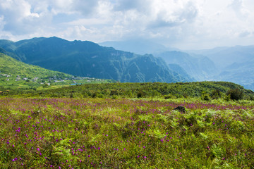 山地野花