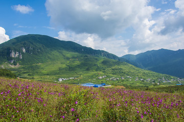 高山野花