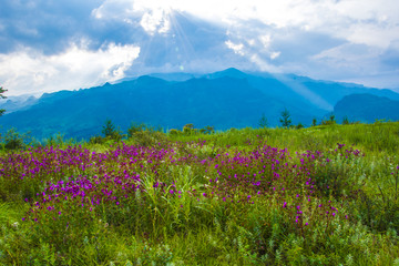 高山花海