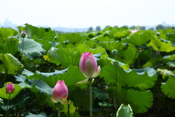 西湖荷花