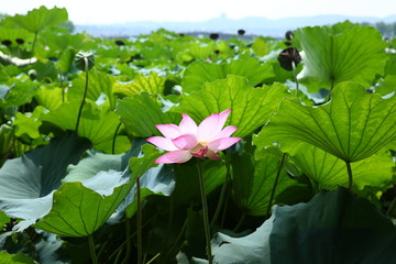 西湖荷花