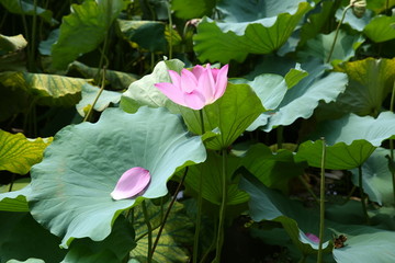 西湖荷花