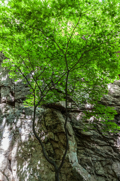 岩石绿叶光影背景11