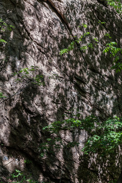 岩石绿叶光影背景17