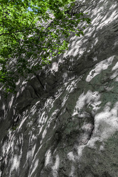 岩石绿叶光影背景50