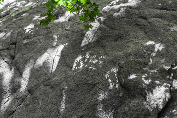 岩石绿叶光影背景54