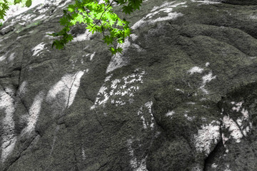 岩石绿叶光影背景55