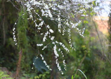 花如雪