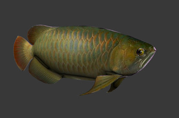 金龍魚模型