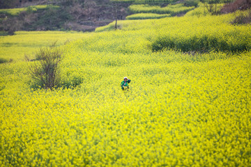 油菜花