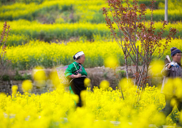 油菜花