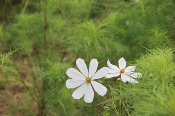 桑格花白色花朵