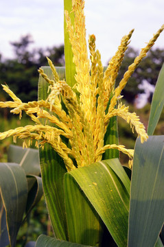 玉米种植素材图片照片摄影图