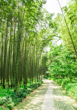 竹林小路