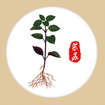 紫苏中草药植物