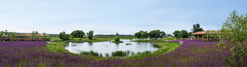 花海风景