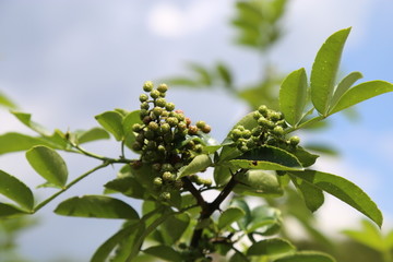 花椒