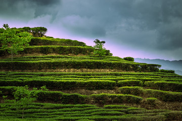 茶山风光