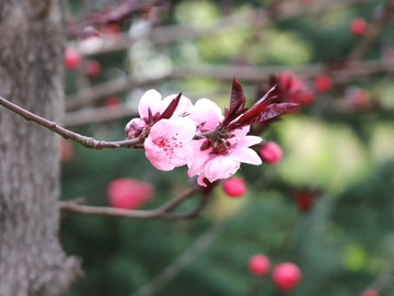 碧桃花朵