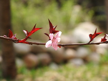 碧桃花