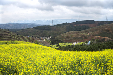 油菜花