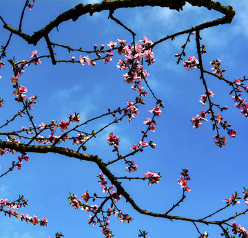 春暖花开